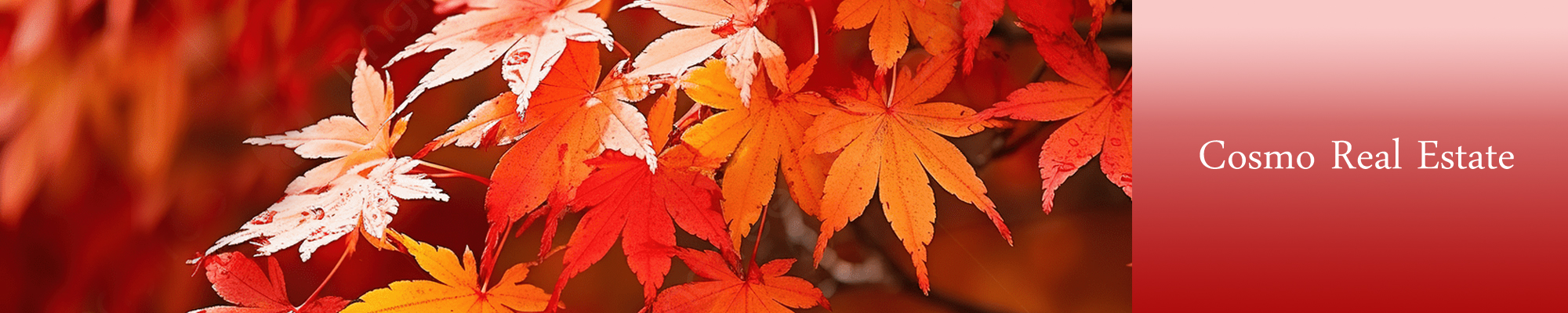 コスモ不動産