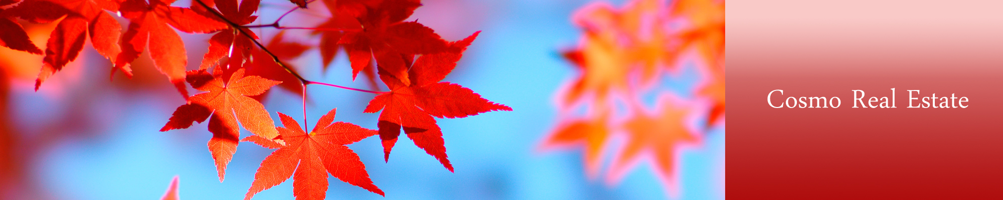 コスモ不動産