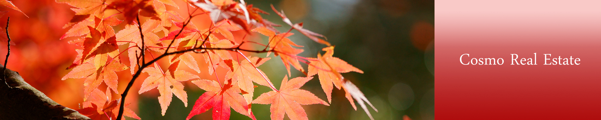 コスモ不動産