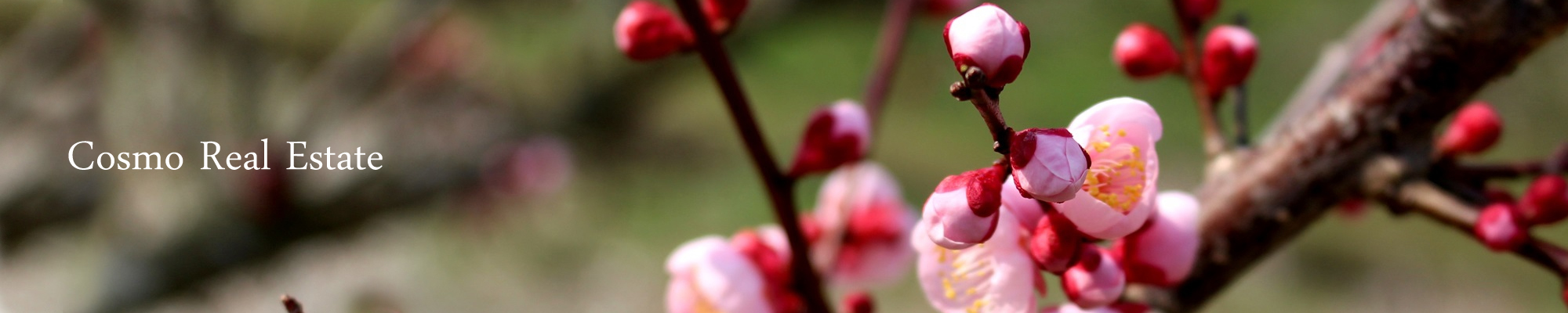 コスモ不動産