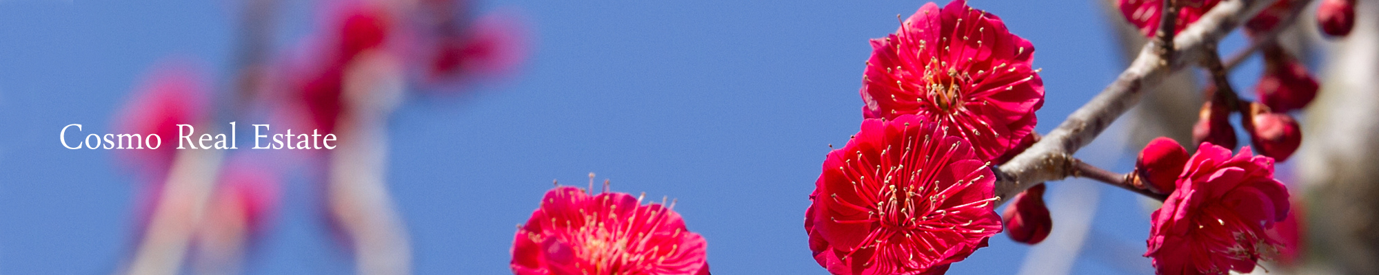 コスモ不動産